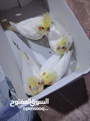  1 ببغاء كوكتيل اليف