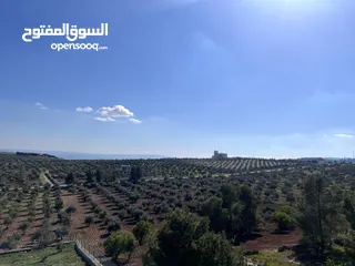  16 فرصة العمر مزرعة زيتون راقية  طريق اربد عمان كافه الخدمات 17 دونم و نص منتجه