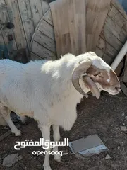  2 كبش مشاء الله السن سداس