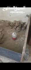  1 صيصان براهمي للبيع