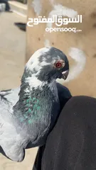  2 حمام للبيع السبب ال اعتزال سعر حرق