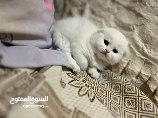  1 قطط سكوتش فولد