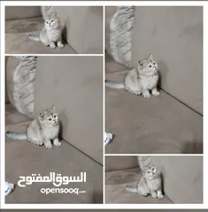  1 قطه سكوتش جولدن العمر 55 يوم النوع انثى