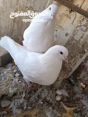  3 طيور مزرعه زرب الصواوين