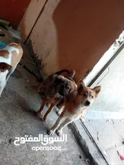  2 كلاب جراوي عدد3 للتبني بلاش الشارع ماشايفاته حلوات اليفات