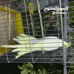  8 كوكتيل للبيع