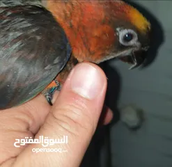  1 ببغاء لوري دسكي للزق اليدوي