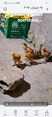  2 15 صرص براهما بف