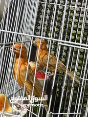  1 جوز كنار معاهم فرخ الفحل عباره عن جرس