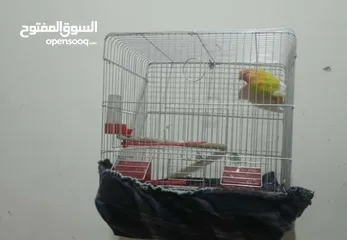  2 انثى روز ((((عين حمــــراء ))))