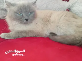  25 قطه هملايا شوكلت  و قطة سكوتش برتش براون  شبه تبني للتبني