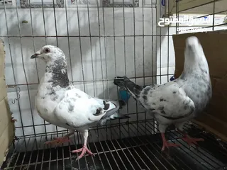  11 قصيين كرزلى القص زغلولين كشك بنيدى  شابةهزاز  دكر زايف بكستانى