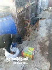  3 كلبي جيرمن شيبرد أو نثي روت سعره مغري