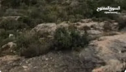  2 قطعة أرض للبيع – طبربور / حوض أم العقارب