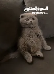  4 أنثى سكوتش فولد