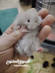  12 هامستر اليف عروض حرق