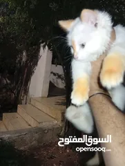  1 متوفر لدينا قطاط شرزي
