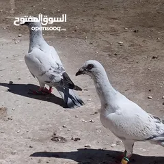  3 اربع فراخ للبيع بسعر حرق الحرق الحبة ب3 دنانير والبيع للكوم