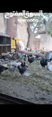  1 فراخ بلدي عمر شهرين واسبوع مطعمات جميع التطعيمات صحه ونظافة وحجم