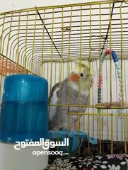  6 Othman10Othman@@