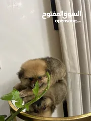  6 Pomeranian tecup