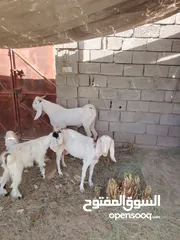  4 فحل ضروبة أفغاني و نثيه سوده ويا