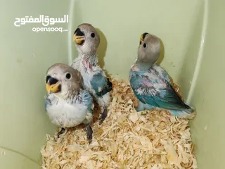  3 Love bird baby's