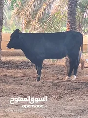  2 عجل نساوي اصلي