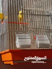  5 فحول كنار صلاة النبي