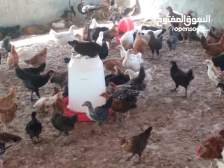  1 دجاج عمانيات للبيع