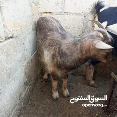  3 ماعز البينو ثنيه وجدي وصخله