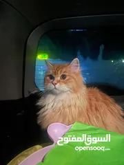  2 قطة بيت للبيع بسعر جميل قوي في صنعاء