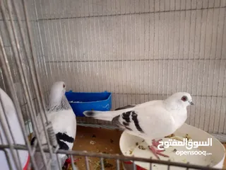  5 حمام للبيع