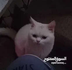  1 بزون إيطالي ذكر