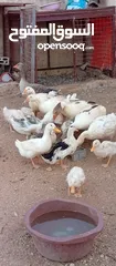  12 وز وبط للبيع او للبدل على صخله أو عبور مع دفع الفرق