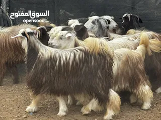  6 جدايه حوالي سمان فل