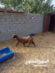  2 غنم للبيع شوف الوصف