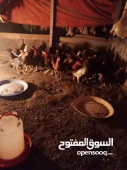  4 دجاج عماني  عمر ثمانية أشهر بي ريالين ونص يوجد فيديو ودجاج عمر أربعة شهور بي ريال ونص