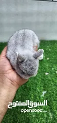  3 ارنب قزم  صغير