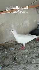  11 بسم الله والصلاه على رسول الله فحول طيور حمام وجواز للبيع