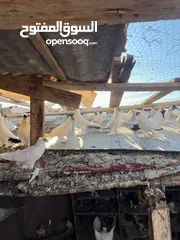  18 جواز بلونيات وجواز يهوديات