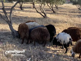  10 خرفان بلدي للبيع