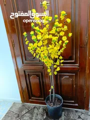  5 أشجار صناعي بجذع طبيعي شامل القوار