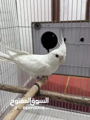  1 طيره البينو جاهزة للانتاج