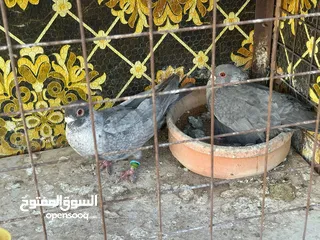  11 تنظيف سطح جوزين بسعر حرق