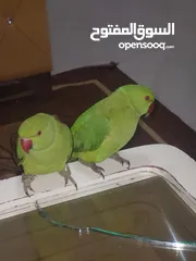  12 ببغاء درارة  هندي كوكو عمر سنة وريكو عمر سنة ونص اليف ولعوب ومدرب وصحتو جيدة جدا ومرح بلعب بالبيت .