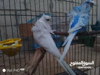  11 متاح جوز روز للبيع و جوز حب هوقو رومو فل وردات