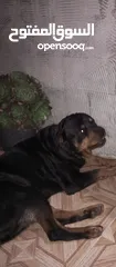 2 ذكر روث وايلر