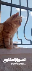  3 قط شيرازي بريتش ذكر أليف وهادي للبيع