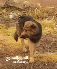  2 كلب الماني مدرب.ذكر  عمر خمسه اشهر قابل للتربيه بسعر عرطه
